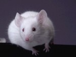 Hlodavce - myši, potkany, holata