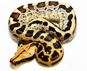 Python curtus breitensteini