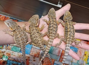 Agama bradatá