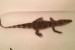 Predám krokodíla obrázok 2