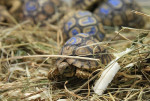 Suchozemská želva pardálí (leopardí) – fotka 3