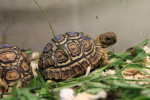 Suchozemská želva pardálí (leopardí) – fotka 4