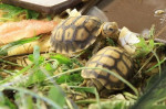 Želva ostruhatá – fotka 3