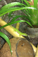 Felzuma Madagaskarska – fotka 2