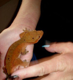 Rhacodactylus ciliatus – fotka 2
