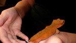 Rhacodactylus ciliatus – fotka 3