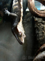  Pagekón riasnatý (Rhacodactylus ciliatus)  – fotka 2