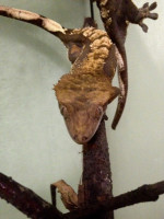  Pagekón riasnatý (Rhacodactylus ciliatus)  – fotka 3