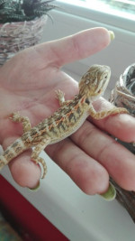 Agama bradatá – fotka 2