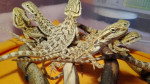Agama bradatá – fotka 4
