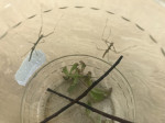 Strašilka (Parapachymorpha Zomproi) – fotka 2