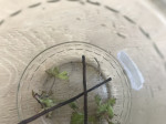 Strašilka (Parapachymorpha Zomproi) – fotka 3